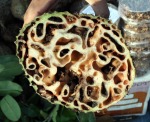 Herbal Sarang Semut asli Irian Jaya